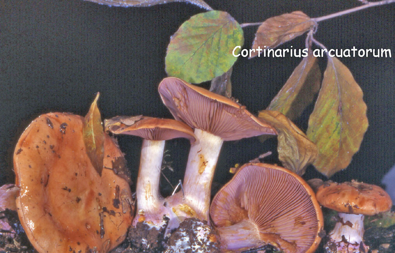 Cortinarius arcuatorum-amf541.jpg - Cortinarius arcuatorum ; Syn: Phlegmacium arcuatorum ; Nom français: Cortinaire à lames arquées